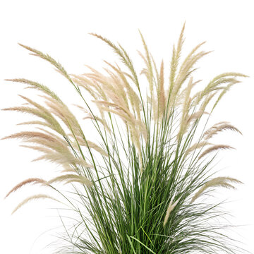 Feather Reed Grass isolated on white background