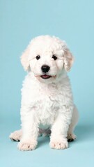 Obraz premium Adorable Mudi Puppy Portrait on Pastel Background, Generated image