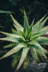 A vertical shot of an aloe vera plant
