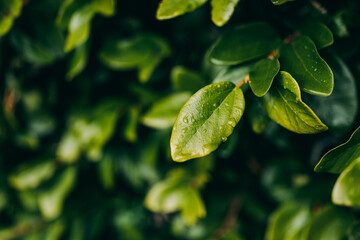 Closeup shot of green leaves with dewdrops
