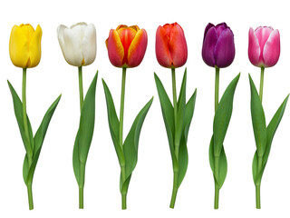Six colorful tulips arranged in a row isolated on transparent background