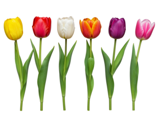 Six colorful tulips in a row yellow red white orange purple pink isolated on transparent background