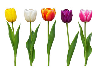 Fototapeta premium Five colorful tulips yellow white orange purple pink isolated on transparent background