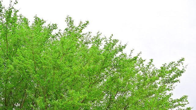 Green leaves on white background