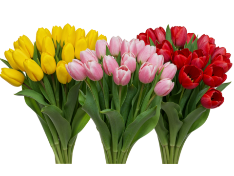 Three bunches of tulips yellow pink and red flowers isolated on transparent background