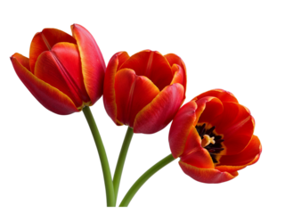 Three vibrant red and orange tulips with green stems isolated on transparent background