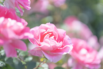 満開のピンクのバラ