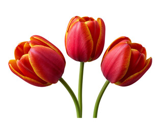 Obraz premium Three red and yellow tulips with green stems isolated on transparent background