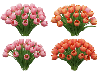 Two bunches of pink and orange tulips isolated on transparent background