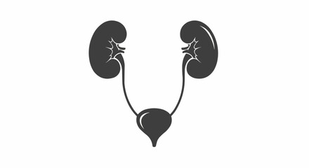 Illustration of the human urinary system showing kidneys ureters and bladder in a simple graphic style