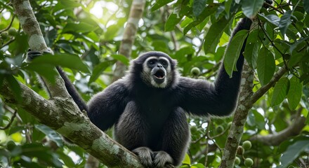 Obraz premium Call of the Wild: Silvery Gibbon in the Rainforest Canopy of Panaitan Island
