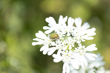 白い花にとまるハナムグリ