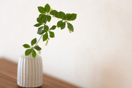 ドウダンツツジ