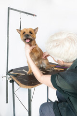 groomer combing wool of spitz in salon, grooming master cuts and shaves, cares for a dog in professional salon for pets. High quality photo