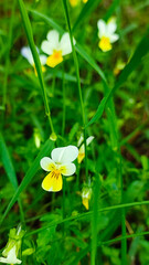 Pansies in a spring garden. Wild pansies in forest