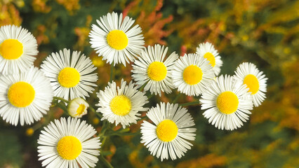 Wild flowery grass that causes allergy to some. Green grass surrounded by green nature and shining sun. Background with copy space