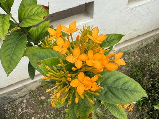 Vibrant orange Ixora flowers blooming amidst lush green leaves near a bright white wall