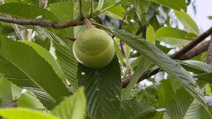A single unripe horse chestnut fruit hangs amidst rich green leaves on a branch