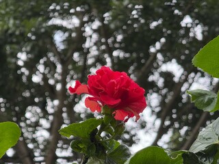 A vibrant hibiscus flower in full bloom stands out against a bokeh filled background