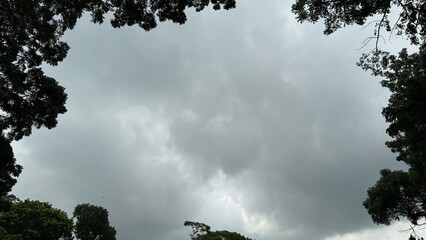 Cloudy sky is framed by the silhouette of a tree's branches on overcast day