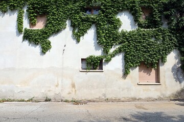 Abandoned residential house facade with ivy climbing down on the windows and cracked white plaster....