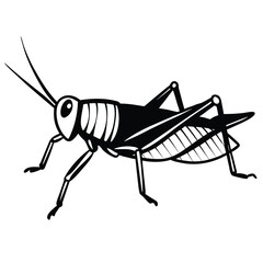 Detailed Black and White Grasshopper Insect Vector