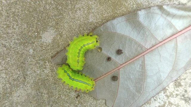 Close-up of two vibrant green slug caterpillars with spines resting on a dry leaf placed on a rough concrete surface.
