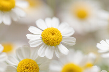 マトリカリアの花