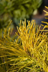 Golden Scots pine - Latin name - Pinus sylvestris Woltings Gold