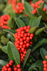 Skimmia red fruit - Latin name - Skimmia japonica Temptation