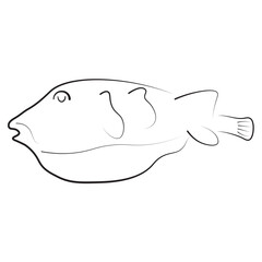 Simple line drawing of a puffer fish, ideal for marine themes, biology visuals, seafood guides, or children’s books. Clean vector style perfect for prints, icons, or infographic use.