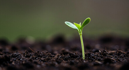 Tiny Sprout Emerging from Dark Soil