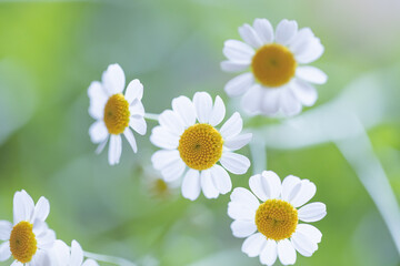 マトリカリアの花