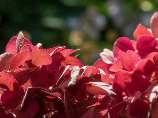 Close-up of vibrant red hydrangea petals in sunlight