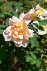 Rose branch with pale apricot flowers - Latin name - Rosa Claus Groth