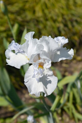 Tall bearded iris white flower - Latin name - Iris barbata elatior Mesmerizer