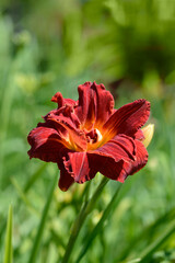 Daylily red flower - Latin name - Hemerocallis Rediculous
