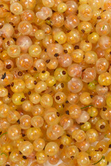 A vibrant close-up, top-down shot of a large pile of translucent white currants, filling the frame with their delicate, round forms
