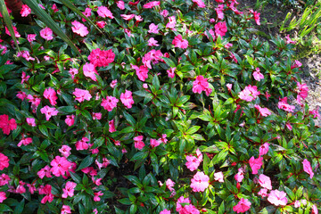 Closeup of pink Impatiens hawkeri flowers with fresh green leaves covered in sparkling water drops under summer sunlight. Tappeiner Promenade, Merano, Italy.
