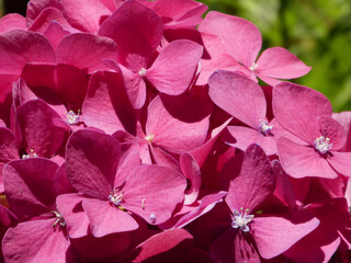 
Vibrant fuchsia pink hydrangea blossoms in bright sunshine