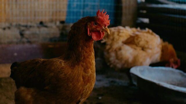 chicken in the yard