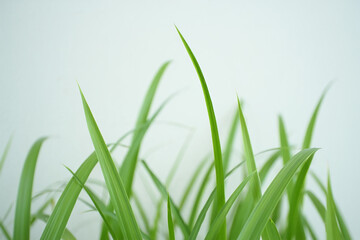 Close up of vibrant green grass blades against a soft white background