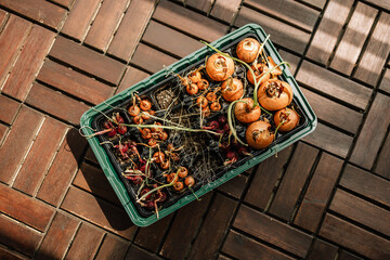 Wooden surface holding propagation tray with emerging green onion seedlings, depicting home...