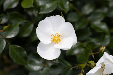 白い一重のバラ