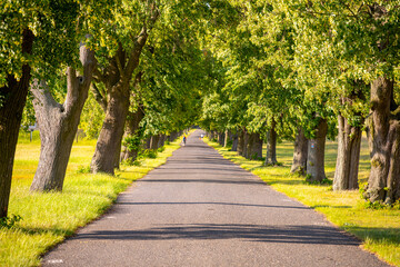 A peaceful lane lined with tall deciduous trees creates a serene atmosphere. Sunlight filters...