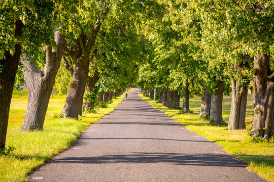 A peaceful lane lined with tall deciduous trees creates a serene atmosphere. Sunlight filters through the leaves, enhancing the nature of the inviting summer day. A person strolls along the road.