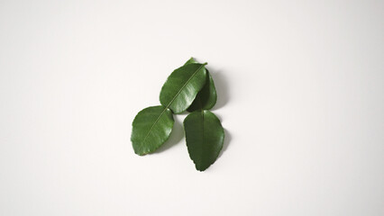 Green kaffir lime leaves are popularly used in Thai cooking. They are a fragrant and refreshing...