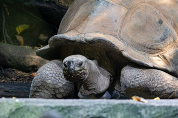 Ancient Giant Tortoise with Textured Shell and Wrinkled Skin Peeking from Below