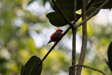 Bright Red Bird Perched on a Branch