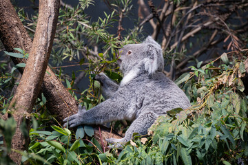Koala Gripping a Tree Branch Among Eucalyptus Leaves